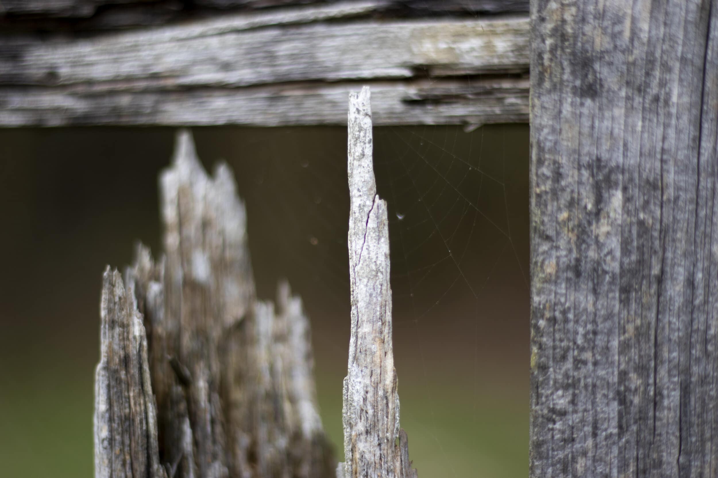 Top Causes For Fence Rot